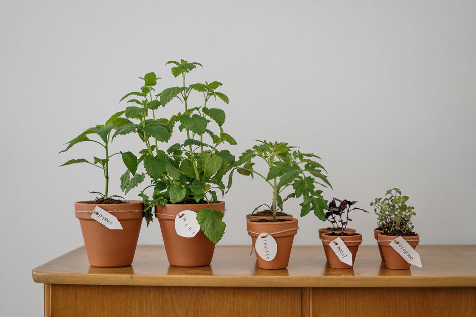 How Much Food Can You Actually Grow on a Balcony?