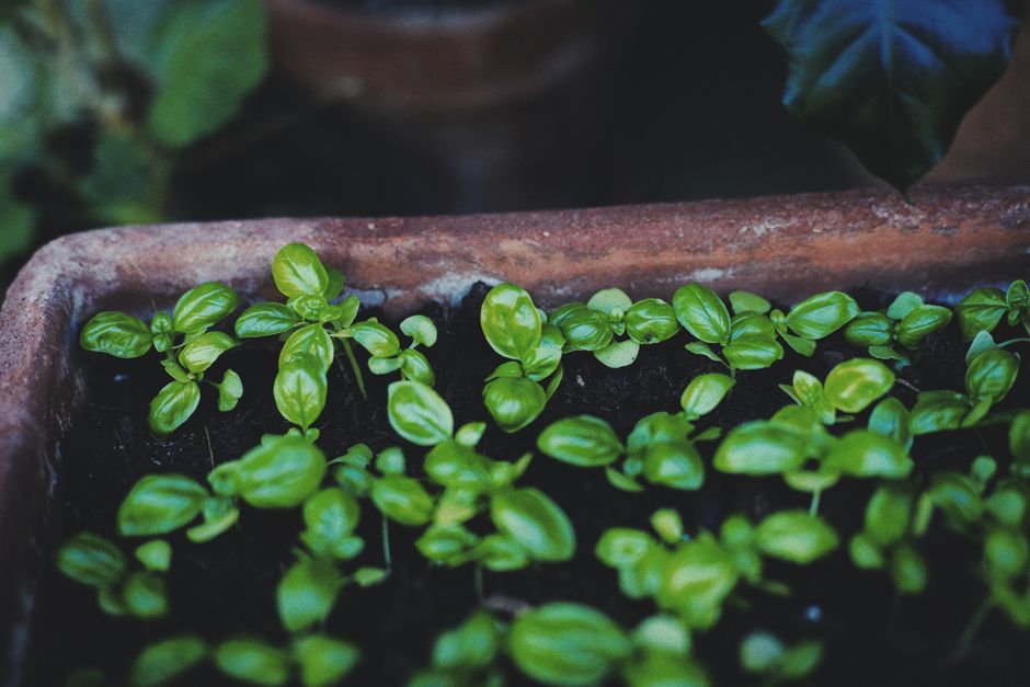 Compact three-pod indoor herb garden on a kitchen worktop