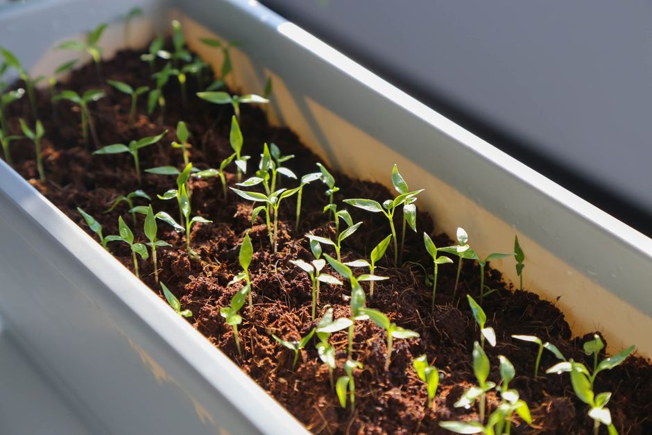 Full-spectrum LED grow light panel above seedling trays