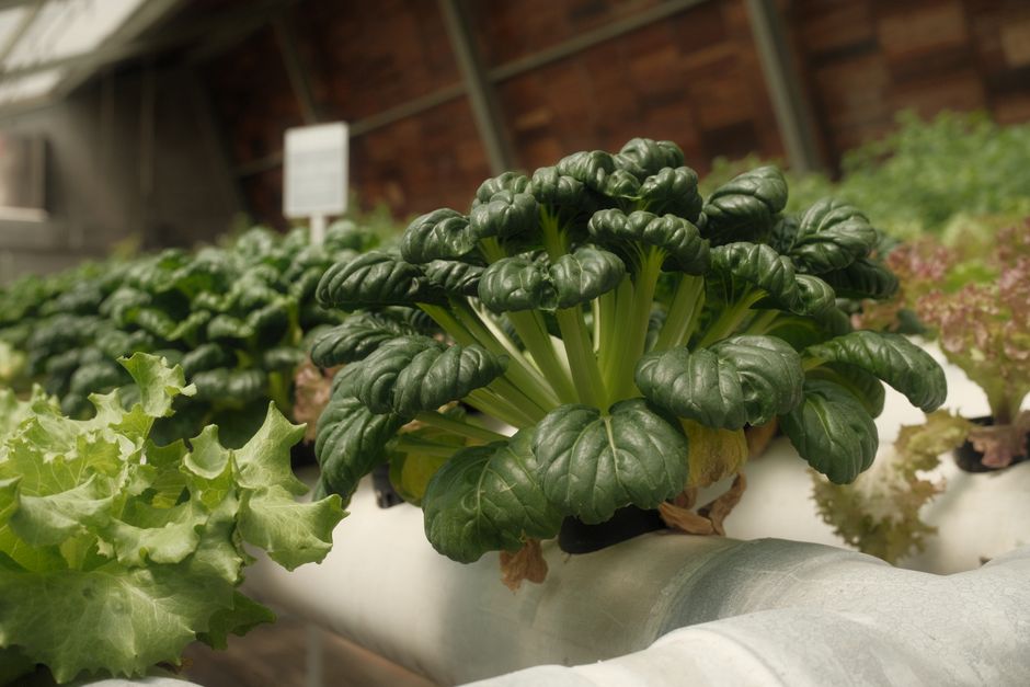 Hydroponic indoor garden growing leafy greens under LED light