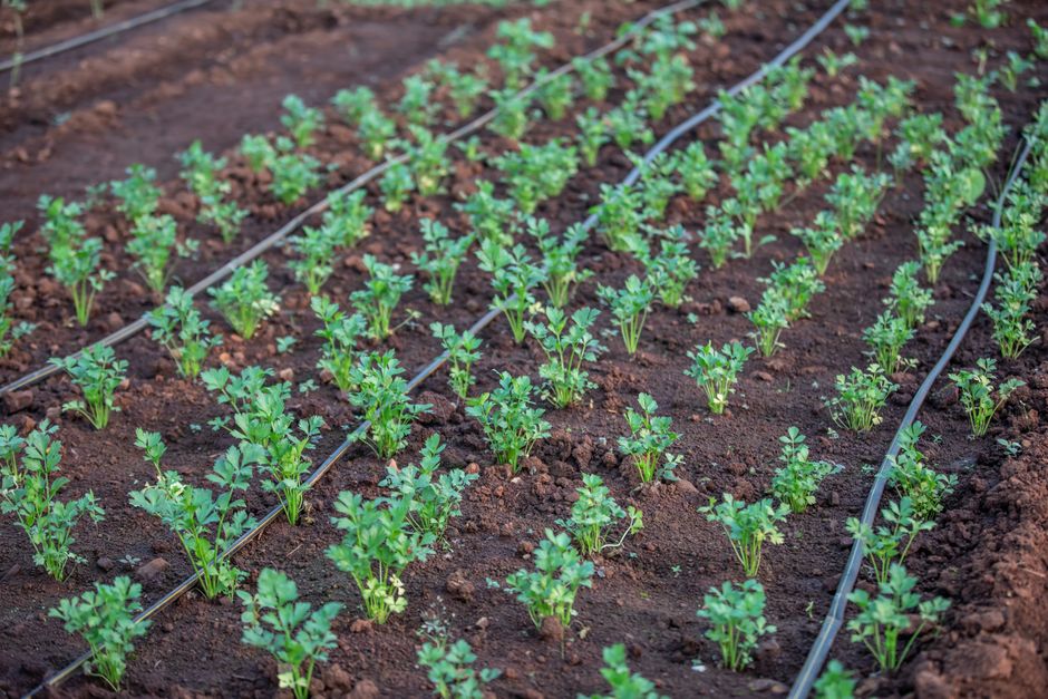 Micro-drip irrigation system watering potted plants