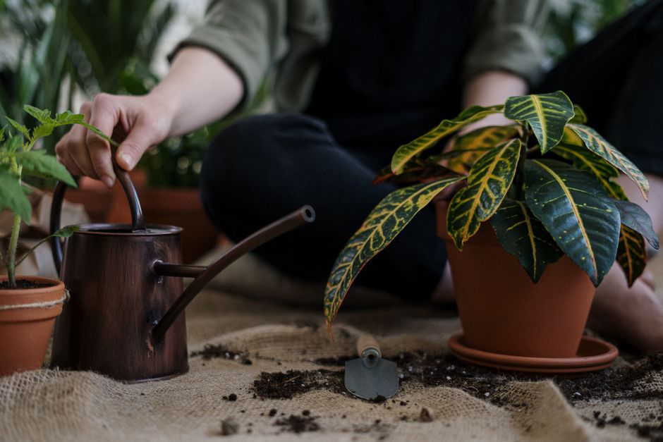 Soil Moisture Sensors for Pots: Do You Need One?