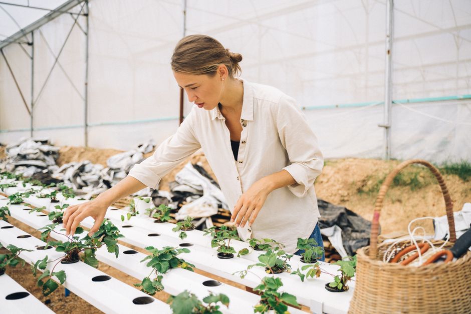 Smart hydroponic garden kit growing herbs indoors