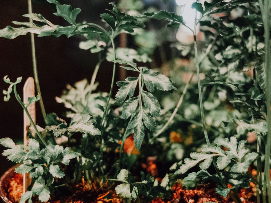 Soil moisture sensor placed in a plant pot