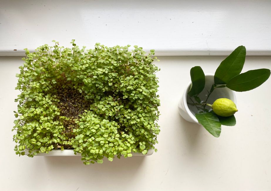 How to Grow Microgreens Indoors (UK Beginner's Guide)