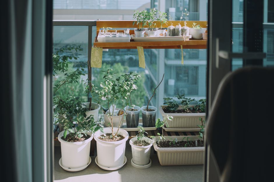 Urban balcony garden with herbs and vegetables growing in containers