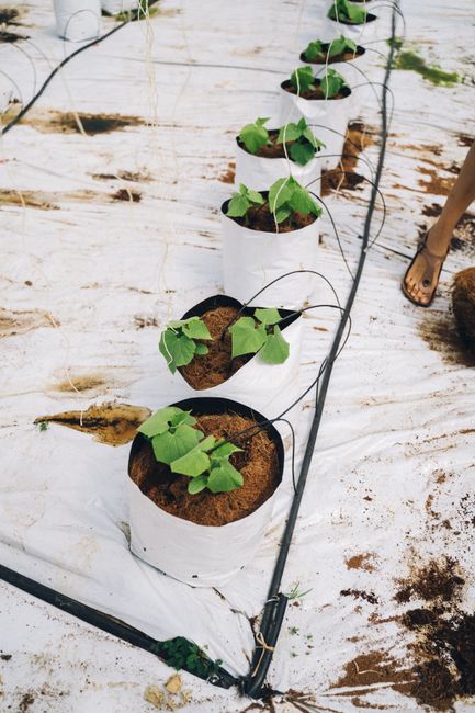 Young plants in pots fed by drip irrigation lines